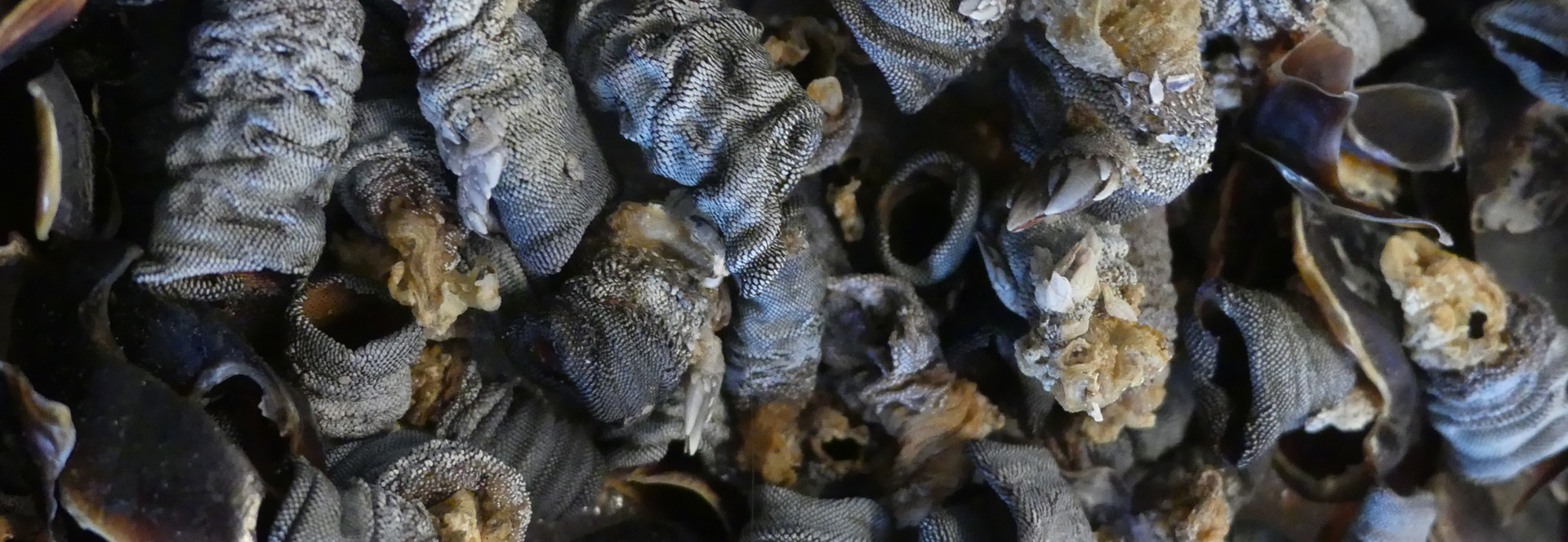 Karen Raccah - Photographie et sculpture